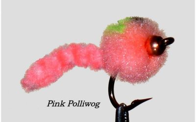 Tying the Pink Polliwog